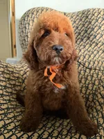 Peanut, a male Cockapoo and Poodle - Miniature  for sale in Rosenberg, TX – 1 of 10