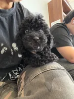 toby, a male Bichon Frise and Poodle - Toy  for sale in Rosenberg, TX – 5 of 6