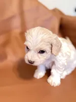 Lola, a female Bichon Frise and Cocker Spaniel for sale in Rosenberg, TX – Photo 5 of 8