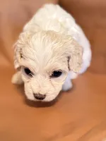 Lola, a female Bichon Frise and Cocker Spaniel for sale in Rosenberg, TX – Photo 7 of 8
