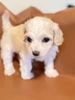 Lola, a female Bichon Frise and Cocker Spaniel for sale in Rosenberg, TX – Photo 3 of 8