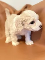 Lola, a female Bichon Frise and Cocker Spaniel for sale in Rosenberg, TX – Photo 6 of 8