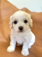 Lola, a female Bichon Frise and Cocker Spaniel for sale in Rosenberg, TX – Photo 1 of 8