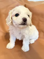 Lola, a female Bichon Frise and Cocker Spaniel for sale in Rosenberg, TX – Photo 8 of 8