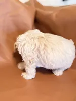 Lola, a female Bichon Frise and Cocker Spaniel for sale in Rosenberg, TX – Photo 2 of 8