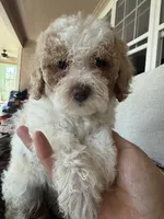 coco, a female Bichon Frise and Cockapoo for sale in Rosenberg, TX – 2 of 9