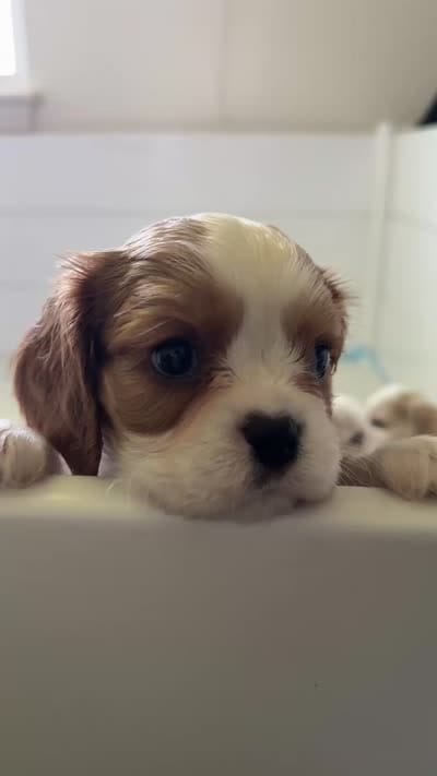 AKC Rocky, a male Cavalier King Charles Spaniel for sale in Rosenberg, TX – 7 of 7