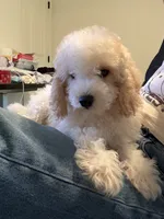     Teddy, a male Bichon Frise and Cockapoo for sale in Rosenberg, TX – 3 of 10