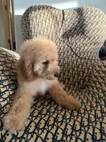     Daisy, a female Cockapoo and Poodle - Miniature  for sale in Rosenberg, TX – 8 of 9