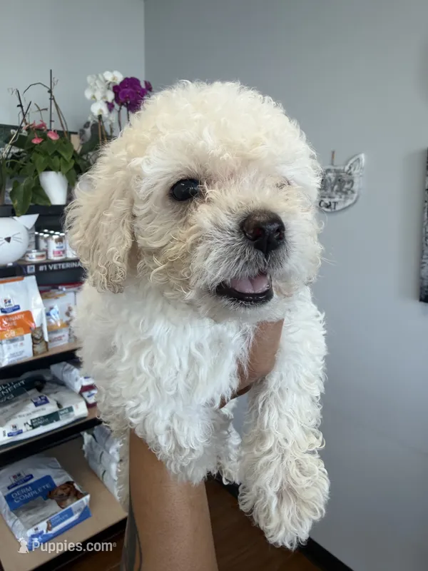 ollie – Bichon Frise, Poodle - Toy  puppy for sale in Rosenberg, TX