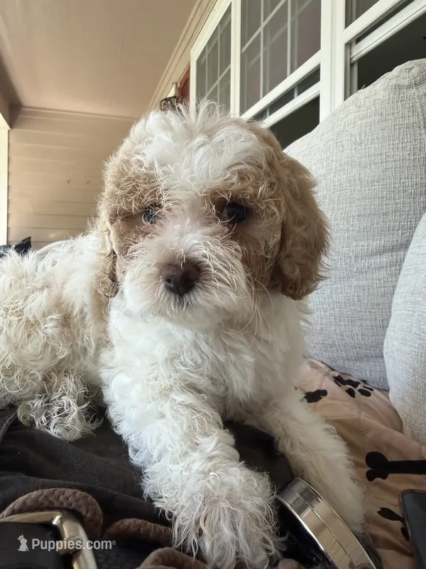 coco – Bichon Frise, Cockapoo puppy for sale in Rosenberg, TX