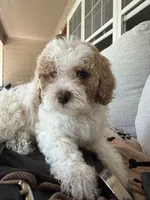 coco, a female Bichon Frise and Cockapoo for sale in Rosenberg, TX – 1 of 9