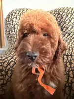 Peanut, a male Cockapoo and Poodle - Miniature  for sale in Rosenberg, TX – 8 of 10