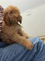        Archie, a male Cockapoo and Poodle - Miniature  for sale in Rosenberg, TX – 8 of 9