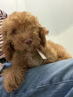        Archie, a male Cockapoo and Poodle - Miniature  for sale in Rosenberg, TX – 6 of 9