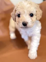 processed/fe53ddb1-2c4f-4022-a23e-310f696be475/listing/173fa21f-5ae9-4cf6-b54b-26c766beee67/8ba5e852-cce0-463c-9b7a-d269ee473f07