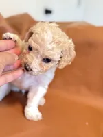 processed/fe53ddb1-2c4f-4022-a23e-310f696be475/listing/173fa21f-5ae9-4cf6-b54b-26c766beee67/f1741b02-12a8-4dca-8dee-36d513803996