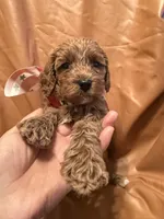 Coco, a female Cockapoo and Poodle - Miniature  for sale in Rosenberg, TX – Photo 1 of 8