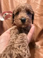 Coco, a female Cockapoo and Poodle - Miniature  for sale in Rosenberg, TX – Photo 5 of 8