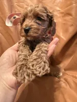 Coco, a female Cockapoo and Poodle - Miniature  for sale in Rosenberg, TX – Photo 2 of 8