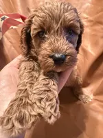 Coco, a female Cockapoo and Poodle - Miniature  for sale in Rosenberg, TX – Photo 6 of 8