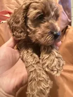 Coco, a female Cockapoo and Poodle - Miniature  for sale in Rosenberg, TX – Photo 7 of 8