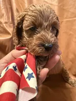 Coco, a female Cockapoo and Poodle - Miniature  for sale in Rosenberg, TX – Photo 4 of 8