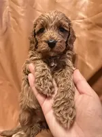 Coco, a female Cockapoo and Poodle - Miniature  for sale in Rosenberg, TX – Photo 3 of 8