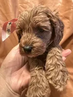 Coco, a female Cockapoo and Poodle - Miniature  for sale in Rosenberg, TX – Photo 8 of 8