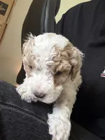 milo, a male Bichon Frise and Cockapoo for sale in Rosenberg, TX – 4 of 7