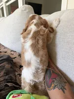 AKC Buddy, a male Cavalier King Charles Spaniel for sale in Rosenberg, TX – 7 of 9