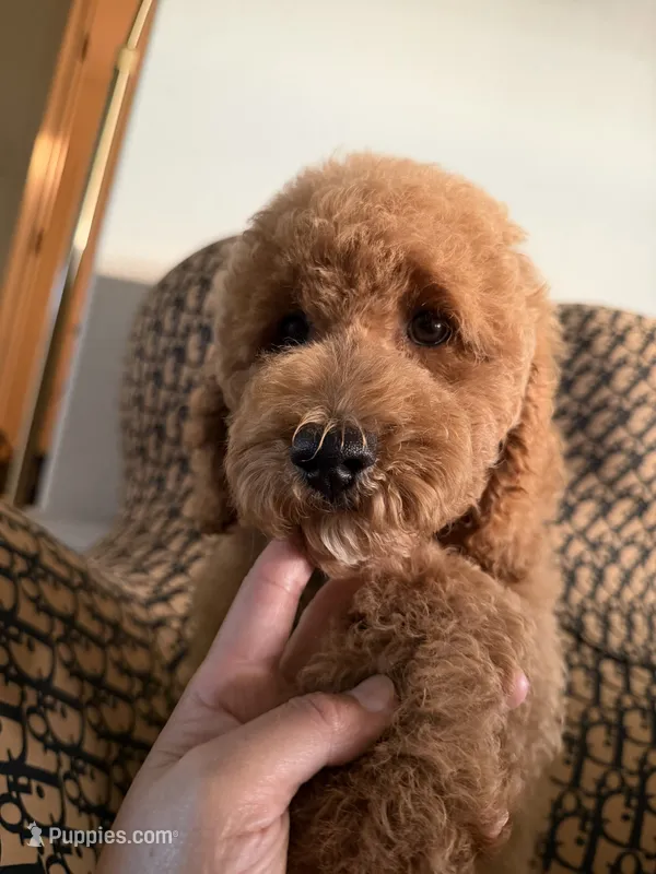 qiqi – Cockapoo, Poodle - Miniature  puppy for sale in Rosenberg, TX