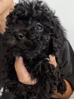 oreo, a male Bichon Frise and Poodle - Toy  for sale in Rosenberg, TX – 3 of 7