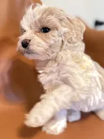 processed/fe53ddb1-2c4f-4022-a23e-310f696be475/listing/229e4c25-f21b-4561-b3ab-1bd37eca8db5/044a60af-a113-4cf1-9e0c-4b1a132e23f9