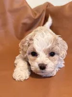 processed/fe53ddb1-2c4f-4022-a23e-310f696be475/listing/229e4c25-f21b-4561-b3ab-1bd37eca8db5/0ad016bd-6c52-42dc-bc97-6a83e7e8ba70