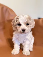 processed/fe53ddb1-2c4f-4022-a23e-310f696be475/listing/229e4c25-f21b-4561-b3ab-1bd37eca8db5/1c623aae-af62-45e8-b2aa-e91ad4643d74