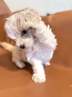 processed/fe53ddb1-2c4f-4022-a23e-310f696be475/listing/229e4c25-f21b-4561-b3ab-1bd37eca8db5/55ff126a-109a-4293-bb46-c8143452c213