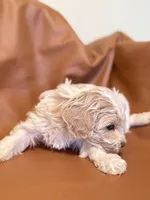 processed/fe53ddb1-2c4f-4022-a23e-310f696be475/listing/229e4c25-f21b-4561-b3ab-1bd37eca8db5/8dac59db-46ba-48ab-980b-923476e73602