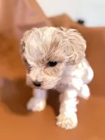 processed/fe53ddb1-2c4f-4022-a23e-310f696be475/listing/229e4c25-f21b-4561-b3ab-1bd37eca8db5/ecd7722a-29d8-4910-bc4b-0da988ff7669