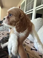 AKC Buddy, a male Cavalier King Charles Spaniel for sale in Rosenberg, TX – 6 of 9