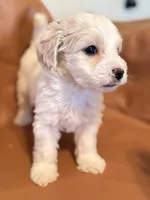 processed/fe53ddb1-2c4f-4022-a23e-310f696be475/listing/24b35389-eba1-4568-a8ae-0907226f7a82/85e3bbe1-6a2e-43c4-89a4-8a5e2d7f67de