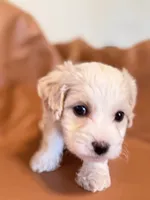 processed/fe53ddb1-2c4f-4022-a23e-310f696be475/listing/24b35389-eba1-4568-a8ae-0907226f7a82/e87bd656-2bff-4d25-bbe1-339d1b2e63c6