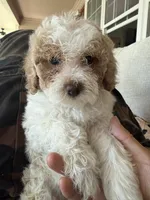 coco, a female Bichon Frise and Cockapoo for sale in Rosenberg, TX – 8 of 9