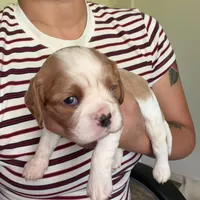 AKC Max, a male Cavalier King Charles Spaniel for sale in Rosenberg, TX – 1 of 7