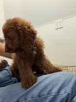     Cooper, a male Cockapoo and Poodle - Miniature  for sale in Rosenberg, TX – 5 of 8