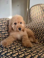     Daisy, a female Cockapoo and Poodle - Miniature  for sale in Rosenberg, TX – 4 of 9
