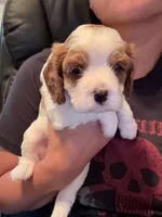 AKC Max, a male Cavalier King Charles Spaniel for sale in Rosenberg, TX – 1 of 9