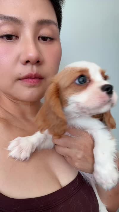 AKC Buddy, a male Cavalier King Charles Spaniel for sale in Rosenberg, TX – 9 of 9