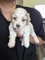bear, a male Bichon Frise and Cockapoo for sale in Rosenberg, TX – 4 of 6