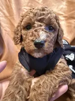 Moon , a female Cockapoo and Poodle - Miniature  for sale in Rosenberg, TX – Photo 7 of 7